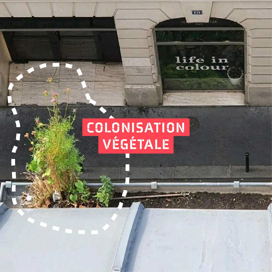 Colonisation végétale